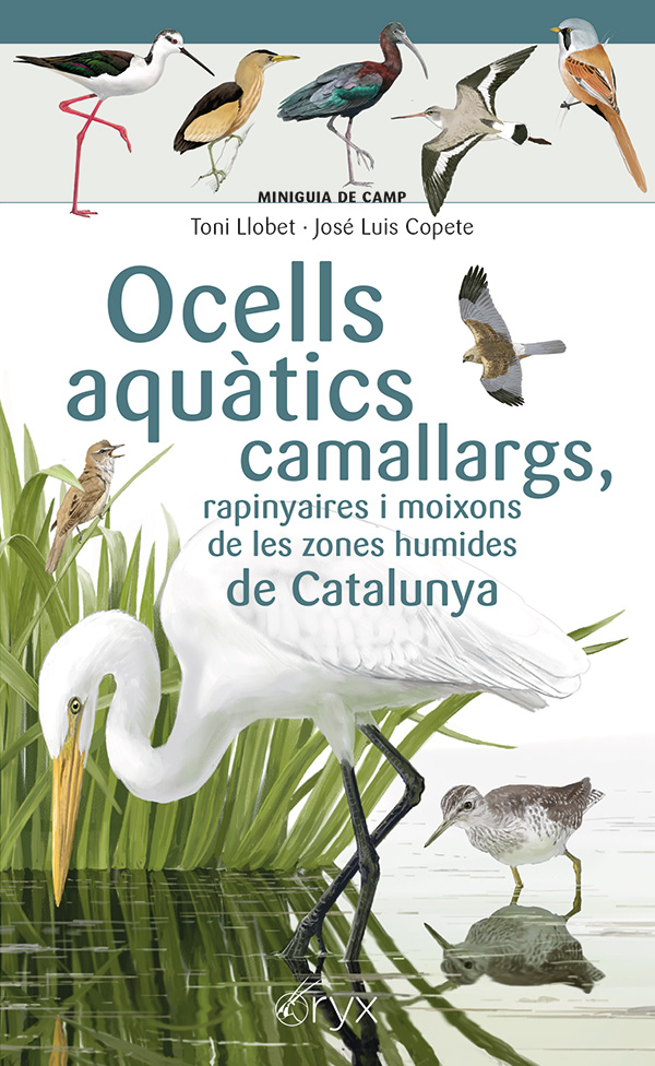 Ocells aquàtics camallargs, rapinyaires i moixons de les zones humides de Catalunya