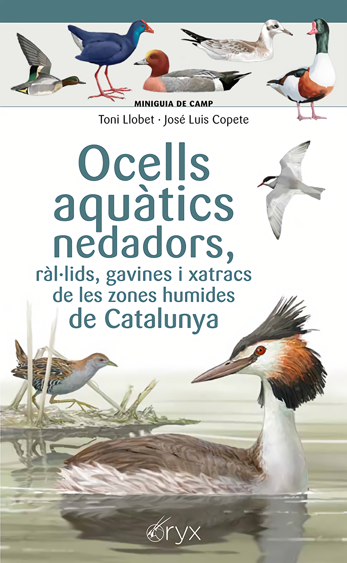 Ocells aquàtics nedadors, ràl·lids, gavines i xatracs de les zones humides de Catalunya