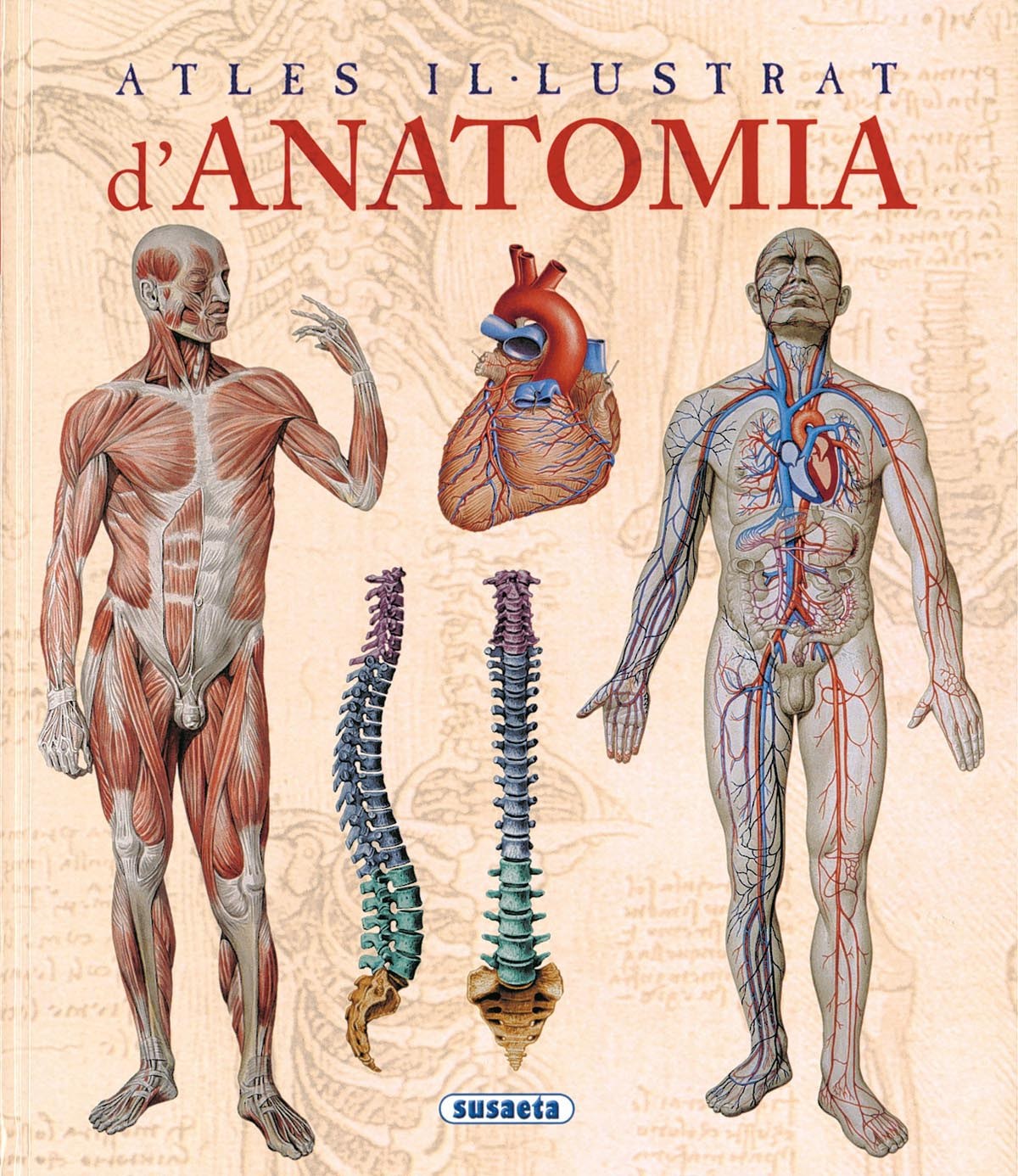 Atles il-lustrat d'anatomia